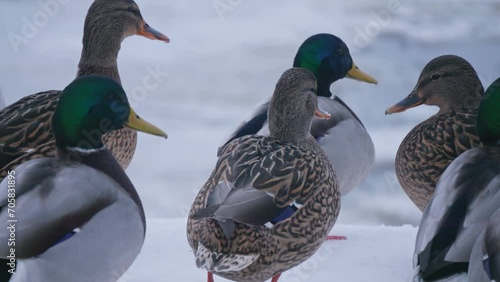 Duck wild ice winter snow animal bird fly cold eat food
