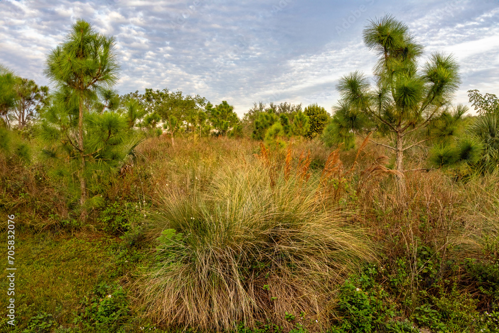 Lush pine flatwoods scene, ideal for environmental articles, nature guides, and outdoor lifestyle blogs. Lush pine flatwoods scene, ideal for environmental articles, nature guides, and outdoor lifestyle blogs.