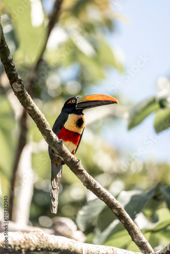 Fiery-billed Aracari Pteroglossus frantzii toucan bird in a tropical tree in Costa Rica 