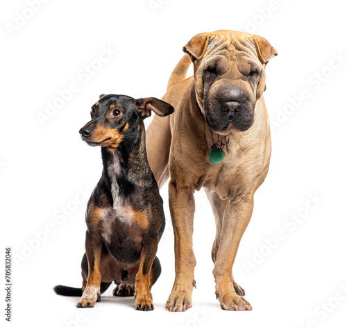 Sharpei and mongrel standing together  Isolated on white