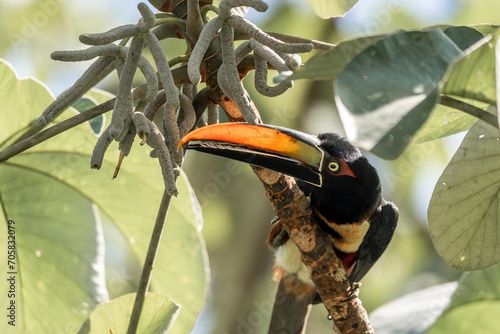 Fiery-billed Aracari Pteroglossus frantzii toucan bird in a tropical tree in Costa Rica  photo