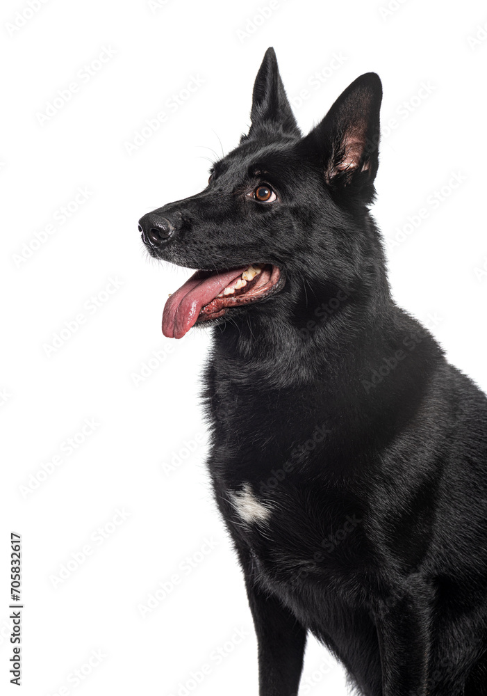 Head shot of Black German Shepherd panting mouth open, Isolated on wite Head shot of Black German Shepherd panting mouth open, Isolated on wite