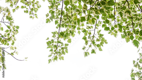 White Bo Tree, variegated leaf plant, beautiful pattern, ornamental plant, trees wallpaper, foliage green decoration, texture natural, isolated on white background with clipping path.Close up. .