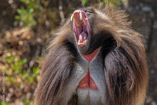 Canvas Print Fearsome Teeth of the Gelada Baboon