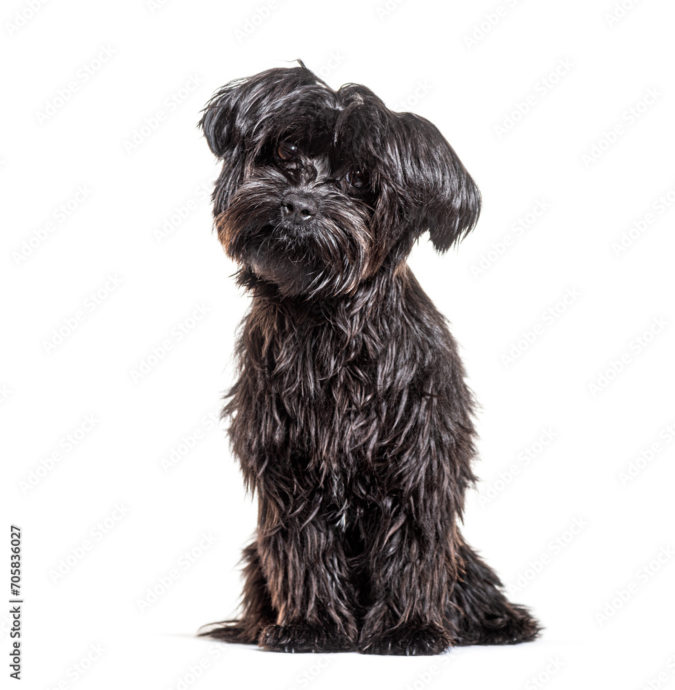 Black Mongrel, isolated on white Black Mongrel, isolated on white