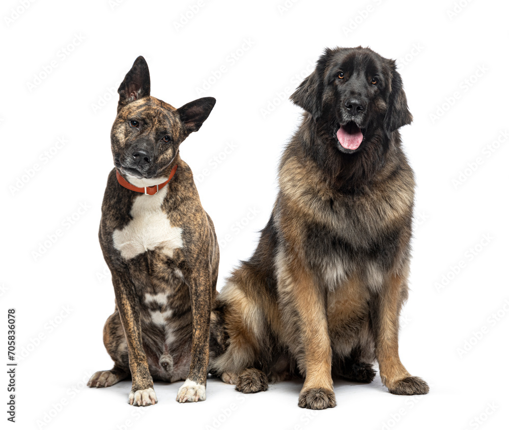 Mongrel and Leonberger, isolated on white Mongrel and Leonberger, isolated on white