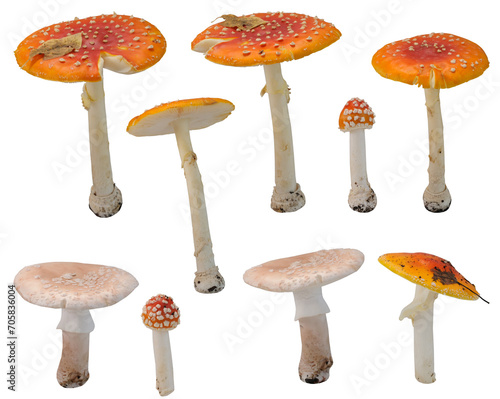 Various fly agaric mushrooms at various angles on white background