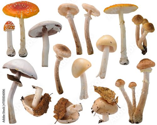Various edible and inedible mushrooms at various angles on white background