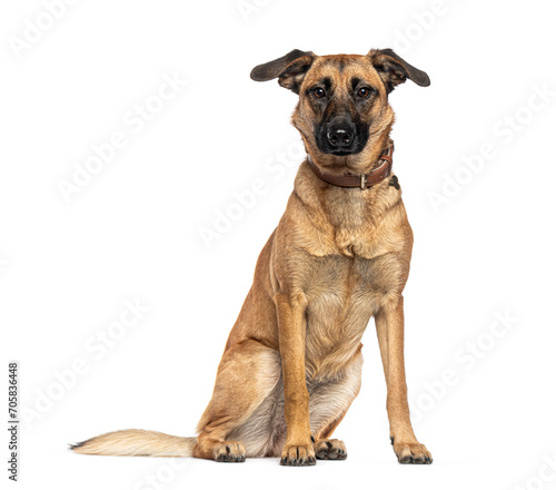 Sitting Mongrel wearing a dog collar  isolated on white