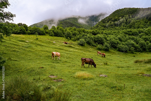 Cows grazing early in the morning in a pasture in the mountains, veils of fog and clouds hang in the mountains, Transfagarasan, Transylvania Romania