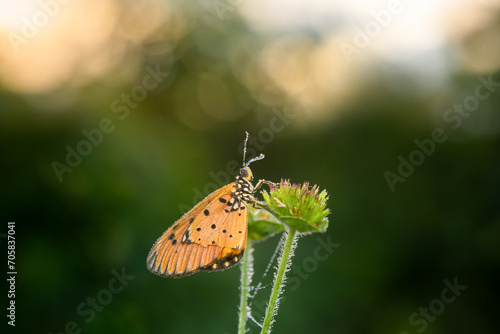 detail of a butterfly, taken at close range so that it appears clear and sharp to the butterfly's eye photo