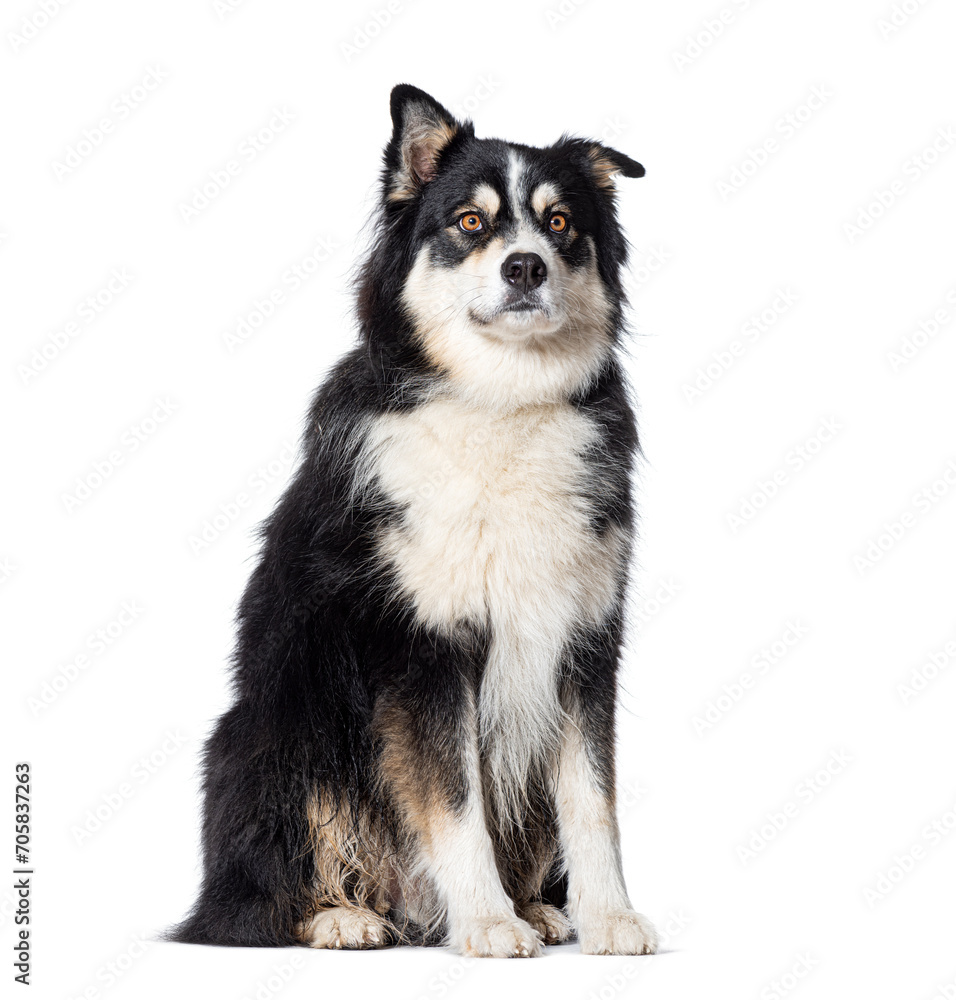 Black and white Mongrel sitting, Isolated on white Black and white Mongrel sitting, Isolated on white