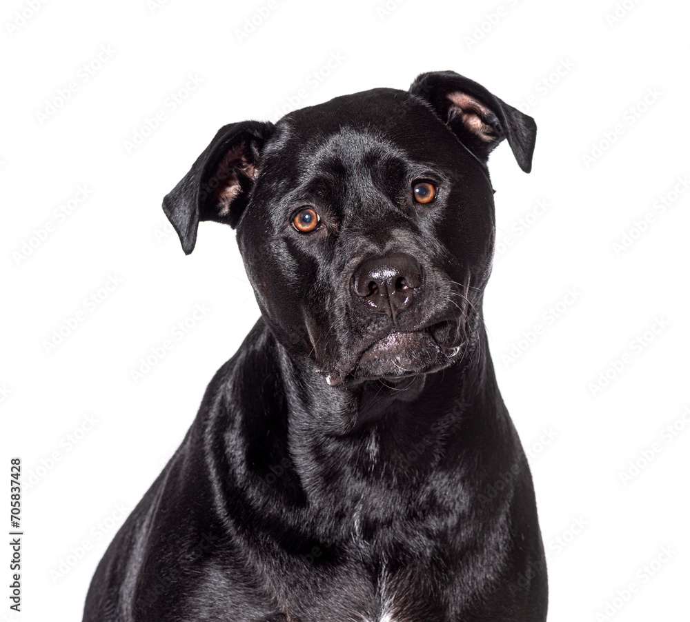 Closeup portrait of Amstaff, Isolated on wite Closeup portrait of Amstaff, Isolated on wite