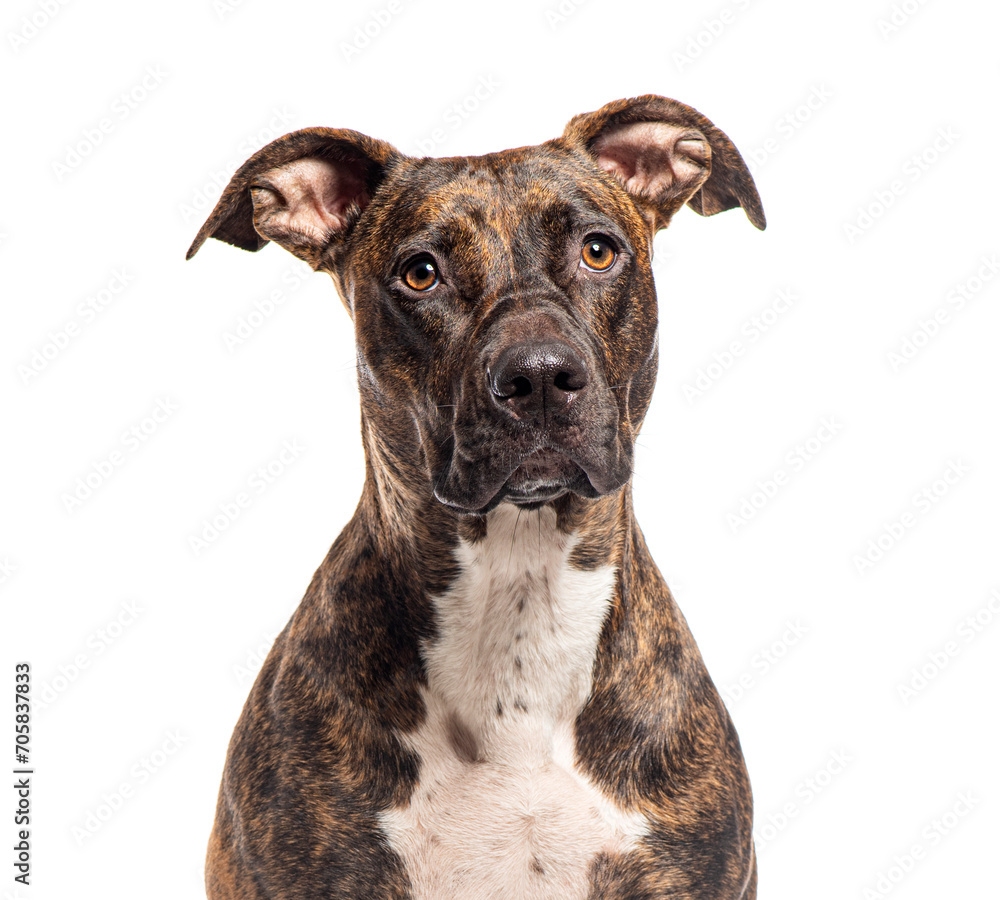 Head shot of a Brindle Mongrel dog, Isolated on wite Head shot of a Brindle Mongrel dog, Isolated on wite