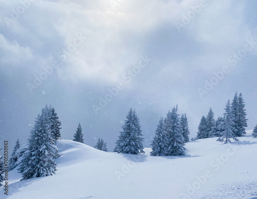 Snow-covered fir trees on a mountain slope in winter.  © Lydia Goolia