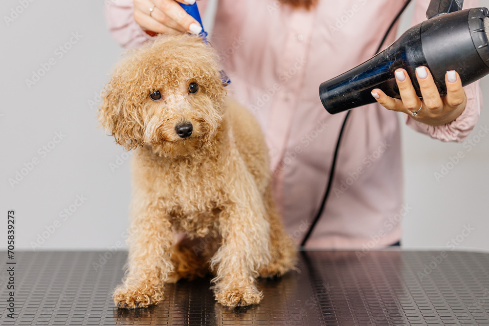 Φωτογραφία A female groomer blow-dries and combs a small purebred dog on a grooming table in a dog beauty salon