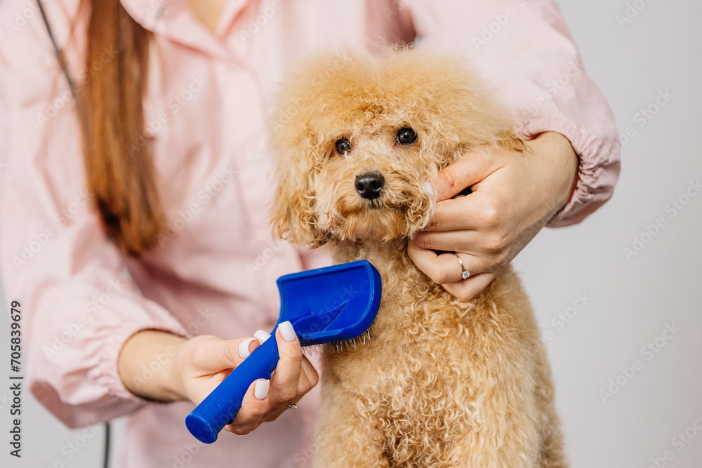 Cute female groomer combing the hair of a small cute maltipoo puppy. A funny little dog sits in a grooming salon or veterinary clinic. Cute poodle dog getting a haircut. - obrazy, fototapety, plakaty 