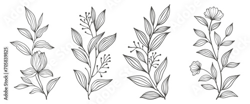 set of flowers. Outline Floral Botany. flower vector drawings. Black and white floral line art on transparent backgrounds. Hand Drawn Botanical Illustrations.Vector. photo