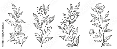 set of flowers. Outline Floral Botany. flower vector drawings. Black and white floral line art on transparent backgrounds. Hand Drawn Botanical Illustrations.Vector.