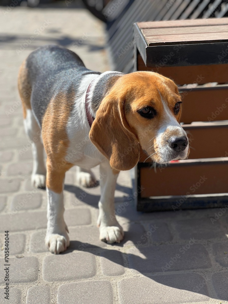 Beagle dog puppy waiting for owner.