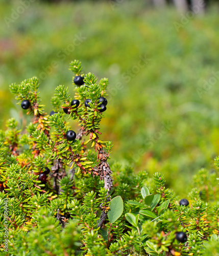 Crowberries on green ground © Tania