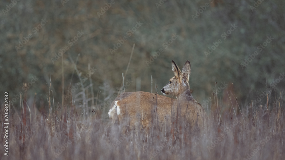 Reh (Capreolus capreolus) Reh (Capreolus capreolus)