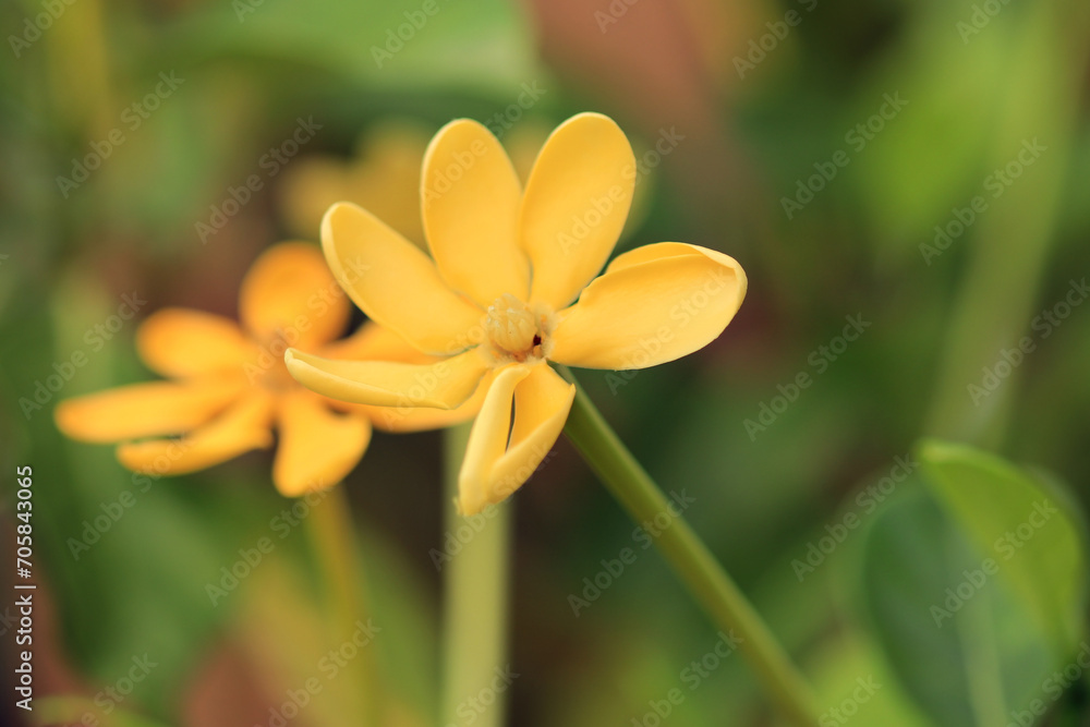 Fototapeta premium Gardenia sootepensis, yellow flower in the garden.