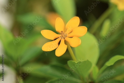 Gardenia sootepensis, yellow flower in the garden.