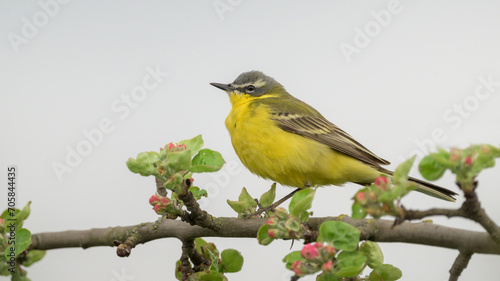 Schafstelze (Motacilla flava)