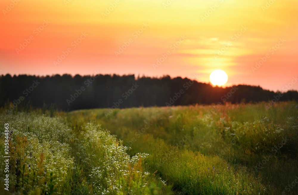Obraz premium A dirt road in a green field lush with wild flowers and daisies at sunset. The sun setting behind the forest in the distance
