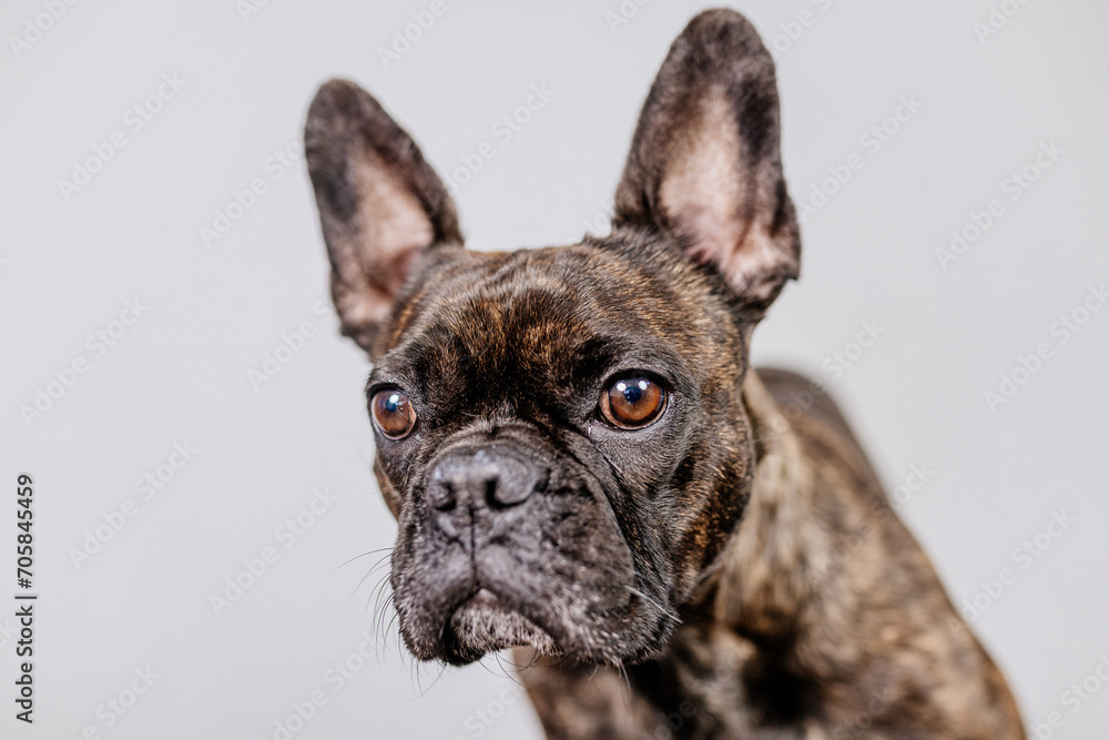 French bulldog on a light isolated background looks at the camera and around with interest. Concept for advertising food, pet care products. French bulldog on a light isolated background looks at the camera and around with interest. Concept for advertising food, pet care products.