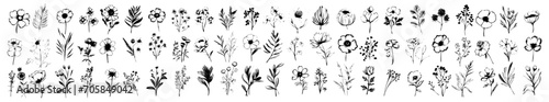 Vector plant set of botanical flowers and herbs. Ink drawings of plants for diy projects  greeting cards  wedding invitations. Isolated hand drawn floral sketch of botany doodle flowers for stationary
