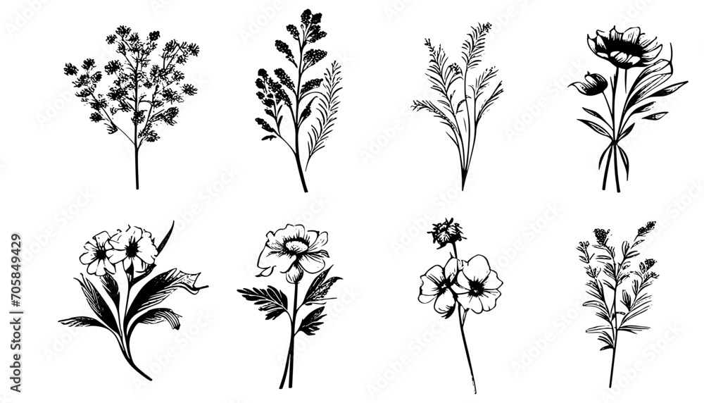 hand plant collection. Botanical set sketch flowers branches. , hand drawn. Beautiful flower on a transparent background. The vector wildflowers and flowers are highly detailed line art style