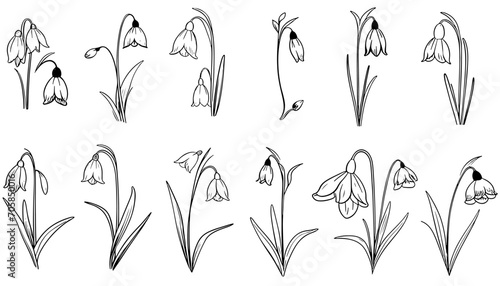 Snowdrop flowers set hand drawn sketch Wild flowers Vector illustration.