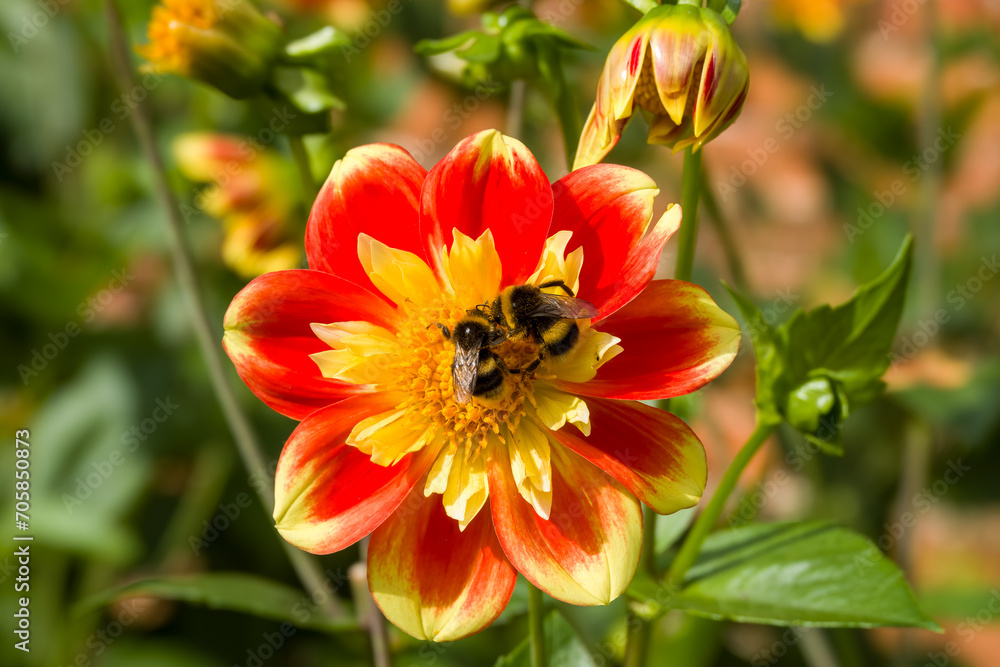 two buff tailed bumblebees collecting pollen from a yellow and orange dahlia flower head two buff tailed bumblebees collecting pollen from a yellow and orange dahlia flower head