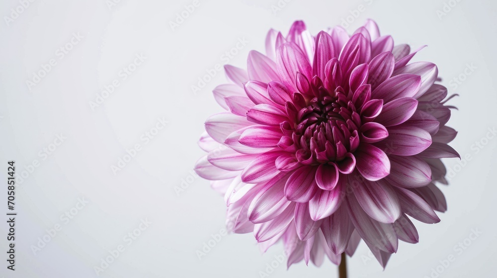 Obraz premium Single gerbera daisy radiates beauty against a minimalist backdrop