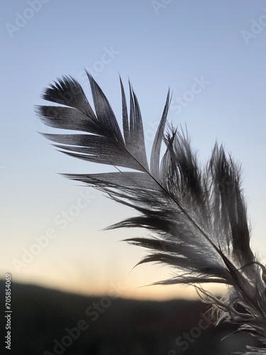 feather on black background