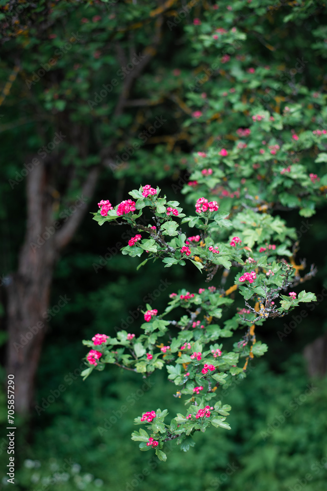Green tree branch blooming with red small flowers with beautiful bokeh. Green tree branch blooming with red small flowers with beautiful bokeh.