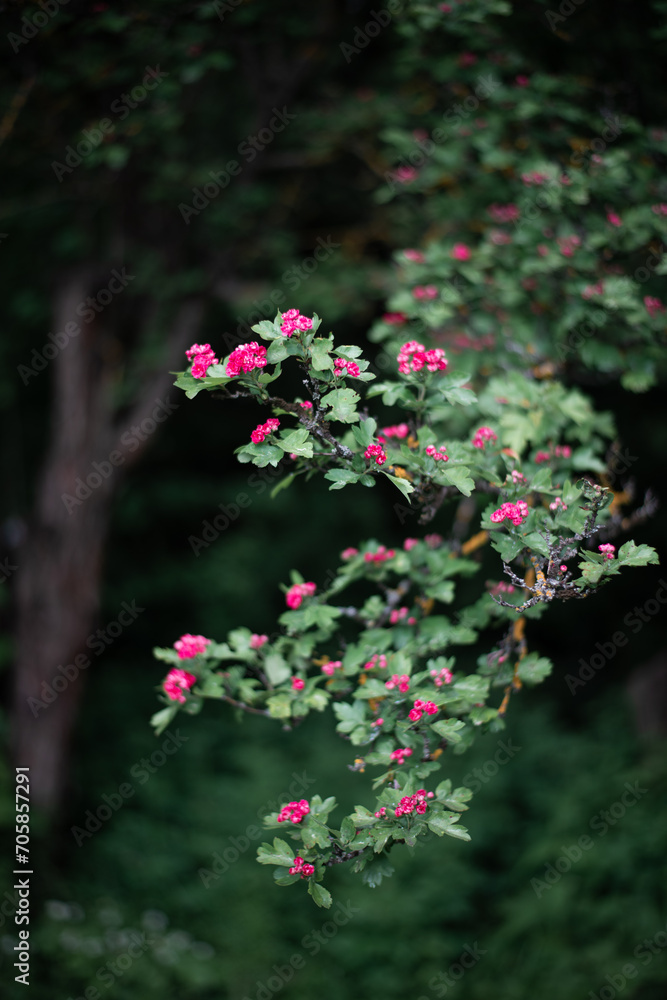 Small Red Blossoms on Tree Branch — Colorful Nature and Gentle Depth of Field Small Red Blossoms on Tree Branch — Colorful Nature and Gentle Depth of Field