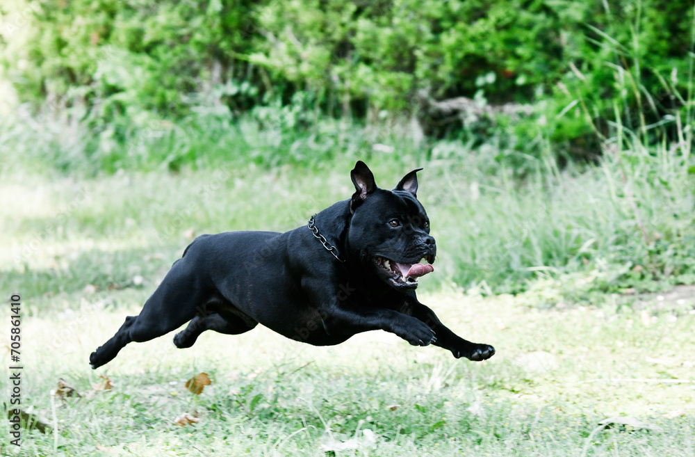 staffordshire bull terrier training staffordshire bull terrier training
