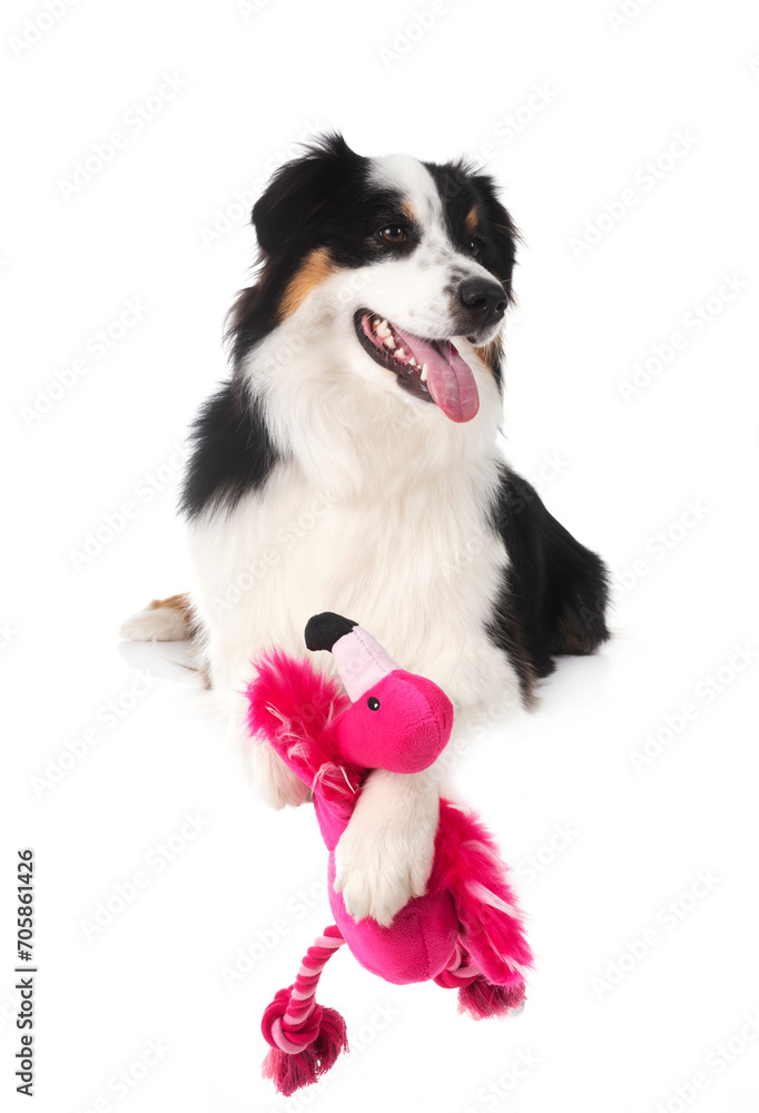 Fototapeta premium Miniature American Shepherd