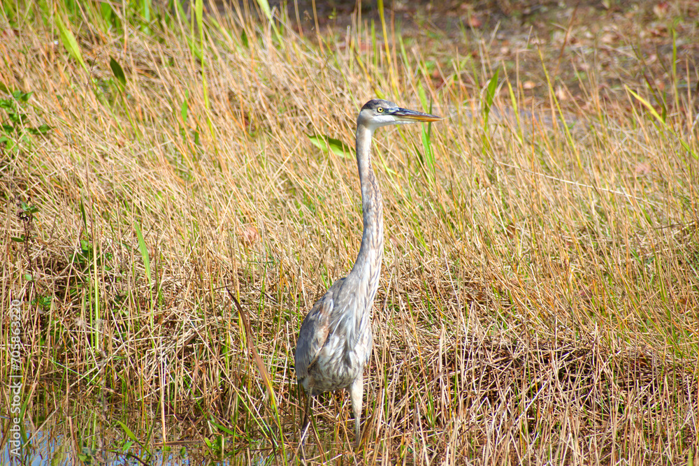 Great Blue Heron (Ardea Herodias) marsh tall grass Great Blue Heron (Ardea Herodias) marsh tall grass