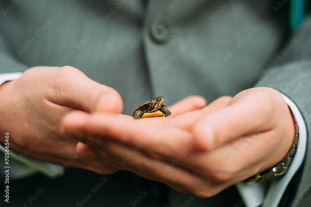 Hands holding a tiny baby turtle 