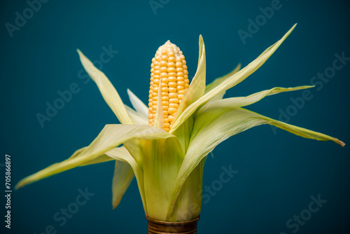 Yellow sweet corn. Photographed in studio on blue background. 