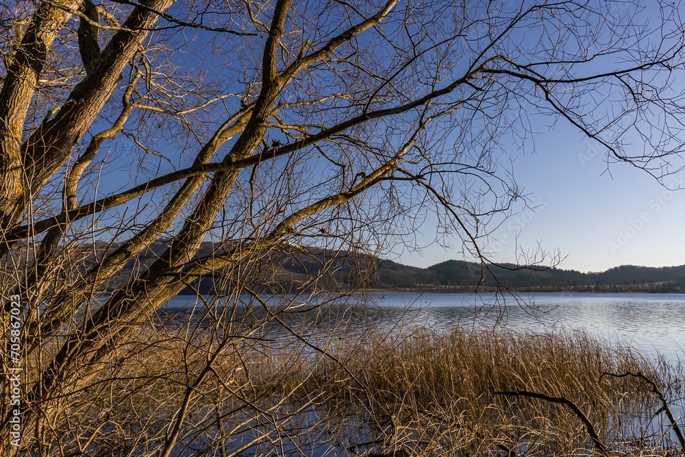 tree in the water, wintry sunny day at Lake Laach tree in the water, wintry sunny day at Lake Laach