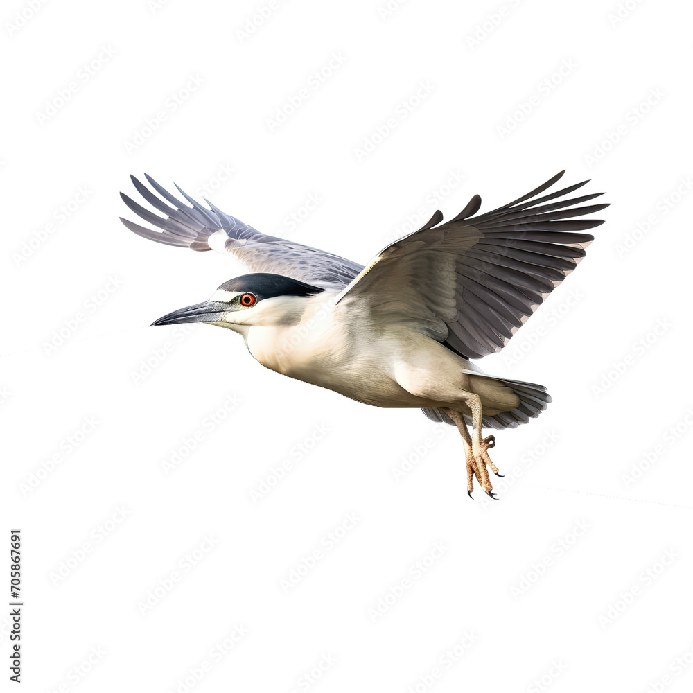Black-crowned Night Heron flying - Water birds eat fish on transparent background Black-crowned Night Heron flying - Water birds eat fish on transparent background
