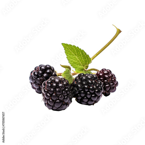 Blackberry - fresh fruit on transparent background