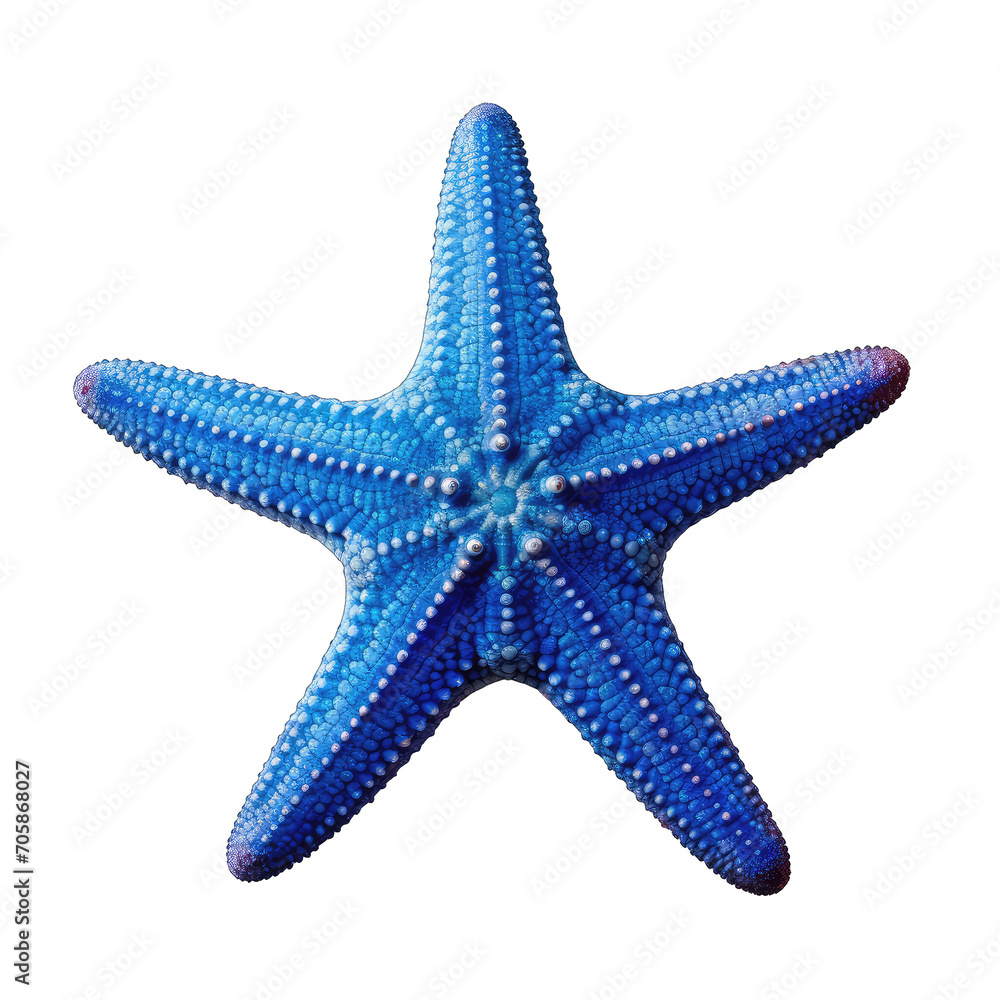 blue starfish - echinoderm on transparent background blue starfish - echinoderm on transparent background