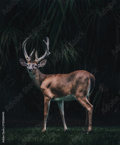 Whitetail Deer Buck