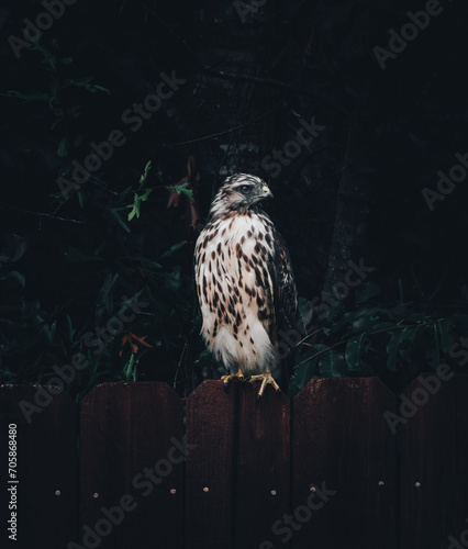 Hawk perched